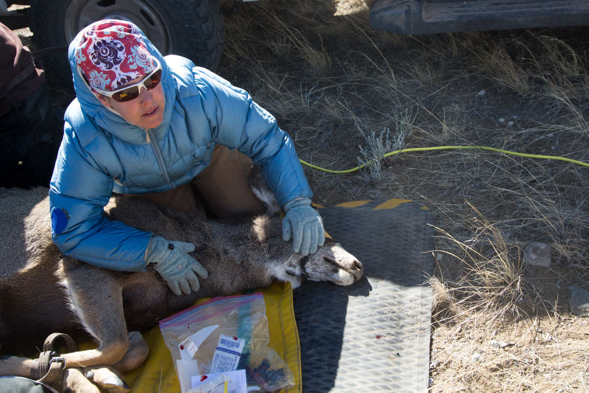 Deer Collaring Study